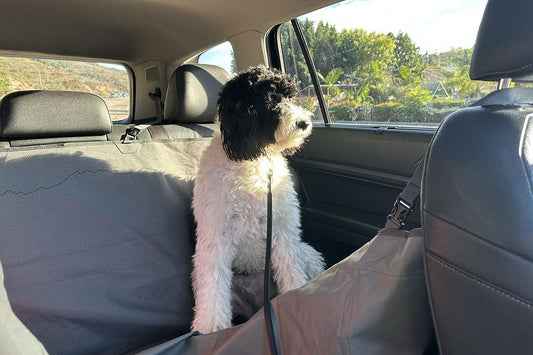 How to Keep Your Dog in the Back Area During Car Trips