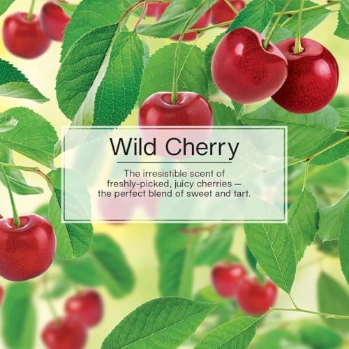 LITTLE TREES Car Air Freshener | Hanging Paper Tree for Home or Car | Wild Cherry | 24 Pack - Image 5